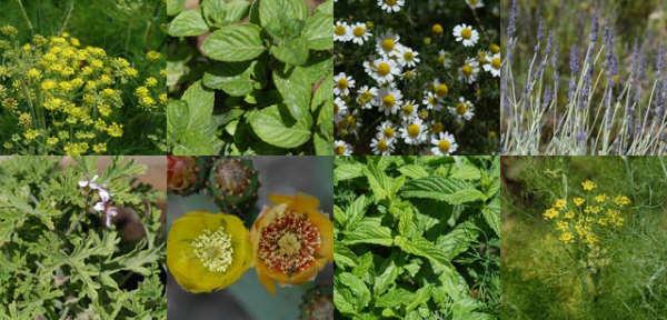 Krete plants